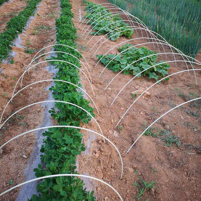 FRP Stakes for Plant Support Customized Length and Light Weight Tomato Nursery Stakes
