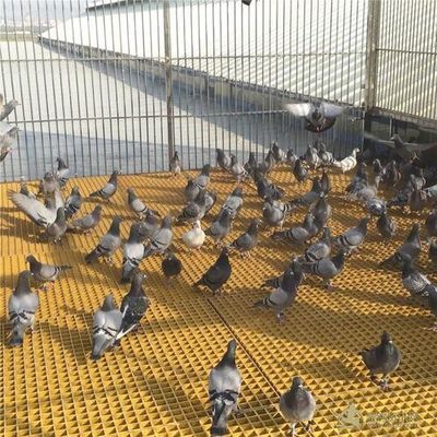 Open Area 40% 80% FRP Livestock Grating for Poultry/Bird/Pigeon Flooring Solution