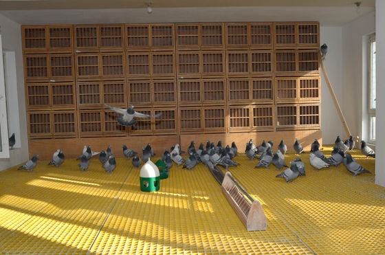 Open Area 40% 80% FRP Livestock Grating for Poultry/Bird/Pigeon Flooring Solution