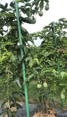 Sharp End Anti-Aging FRP Tree Support Pole for Smooth Plant Stick as Requirement