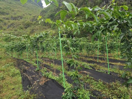 Customizable FRP Tube Post for Greenhouse Orchard Tree Support Cutting Service Offered