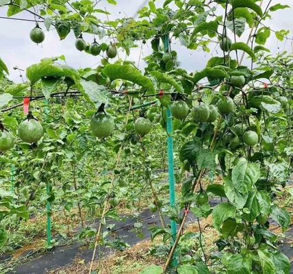 Customizable FRP Tube Post for Greenhouse Orchard Tree Support Cutting Service Offered