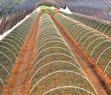 1m to 11.6m Length Smooth FRP GFRP Fiberglass Rod for Agricultural Tunnel Support