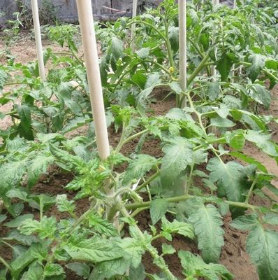 1m to 11.6m Length High Strength Fiberglass Plant Stakes for Tomato Trees and Beans