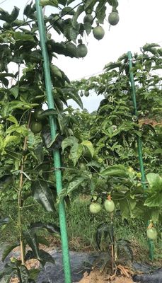 1m to 11.6m Length FRP Vineyard Support Poles for Vineyard Rod Pultrusion Technique